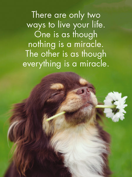 Puppy Love - 24 Animal affirmation cards + stand