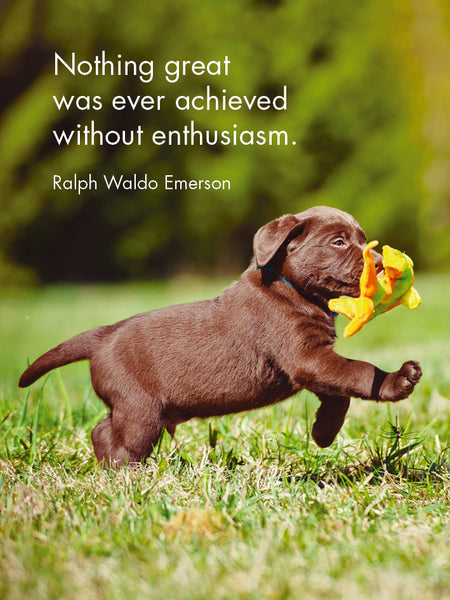 Puppy Love - 24 Animal affirmation cards + stand