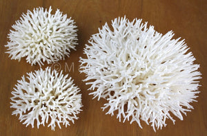 Coral - Seriatopora 15-20cm