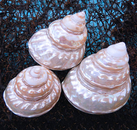 Shells $19.95